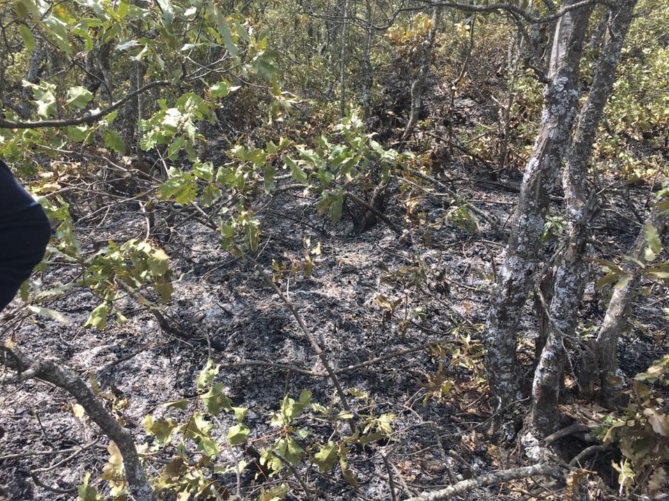 tarımorakmsen170817